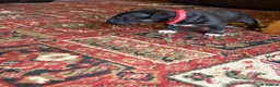Bull Terrier dogs for sale: Beautiful puppy looking for forever home  - Advert 18