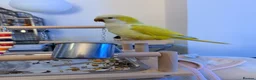 Parakeets birds for sale: Quaker parrot  in Manchester - Advert 3