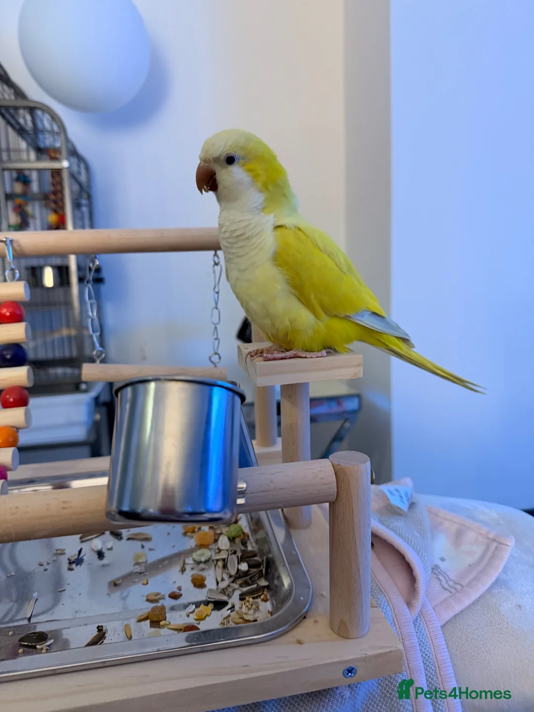 Parakeets birds for sale: Quaker parrot  in Manchester - Advert 3