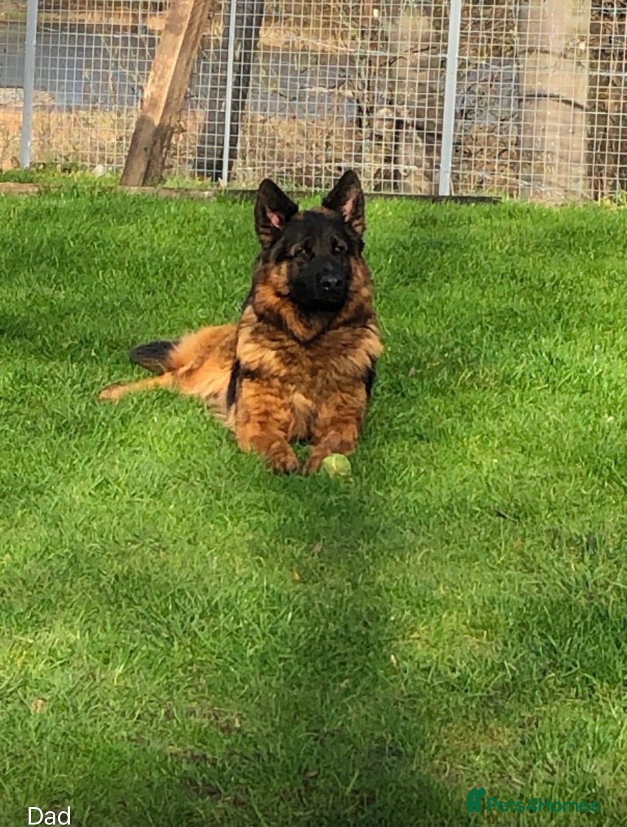 German Shepherd dogs 3 German Sheperd Pups for sale - Advert 1