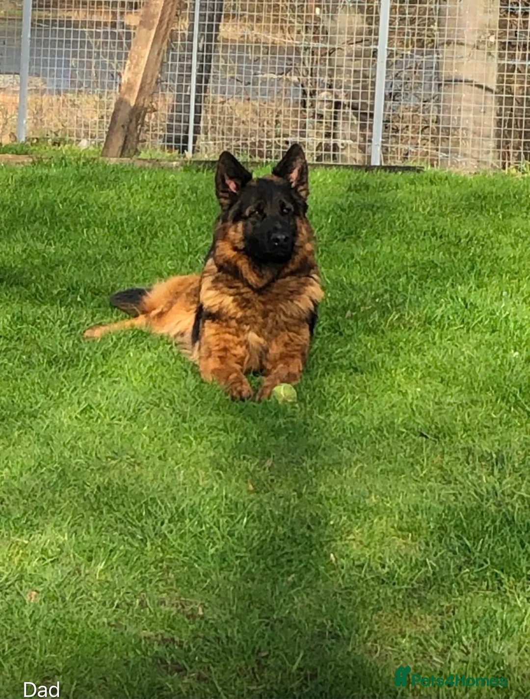 German Shepherd dogs for sale: 3 German Sheperd Pups for sale - Advert 1