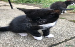 Mixed Breed cats for sale: Kittens  - Image 18