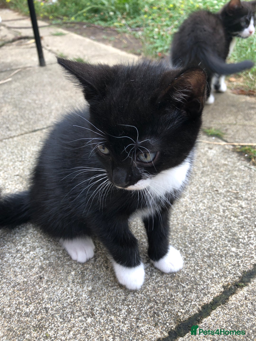 Mixed Breed cats for sale: Kittens  - Image 18