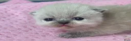 Exotic cats for sale: 3 beautiful quality exotic kittens - Advert 14