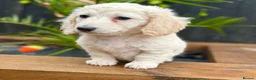 Miniature Dachshund dogs for stud: Award winning breeder-KC Pure White GHOST  - Advert 8