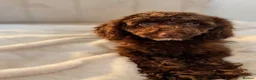 Cavapoo dogs for sale: Premium Quality Teddy Toy Cavapoos F1B - Advert 9
