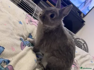 Netherland Dwarf rabbits Rehoming my rabbit in ELY - Advert 2