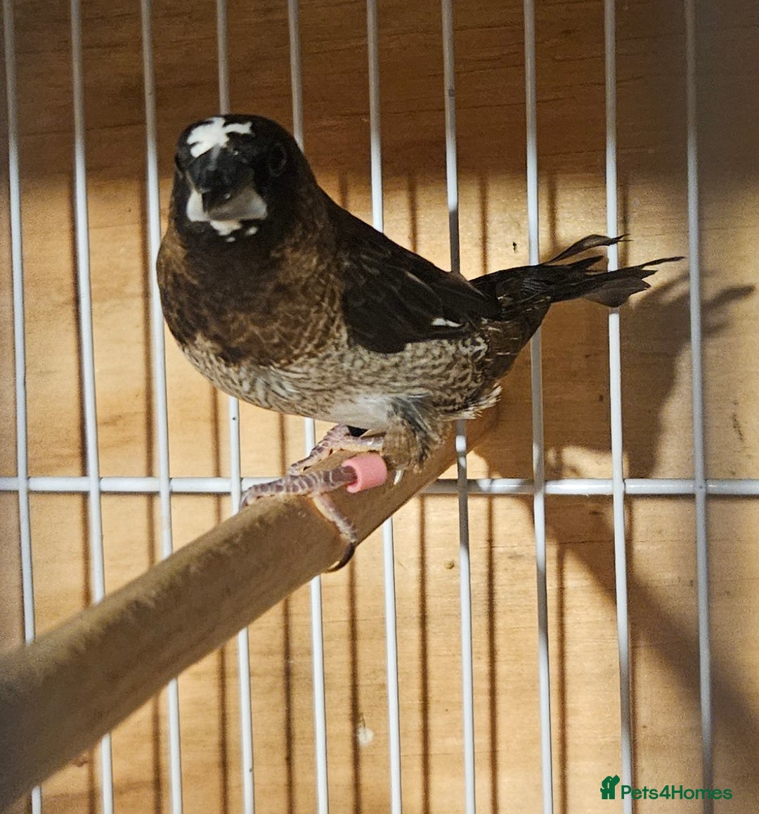 Finches birds for sale: Bengalese finches & Zebra Finches - Advert 23