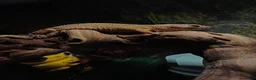 Leopard Gecko reptiles for sale: Tangerine leopard gecko female almost 2years old. - Advert 5