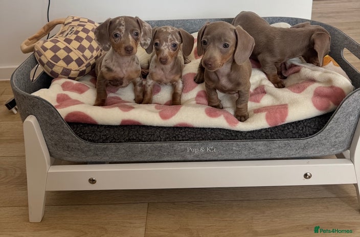 Miniature Dachshund dogs - Advert 1