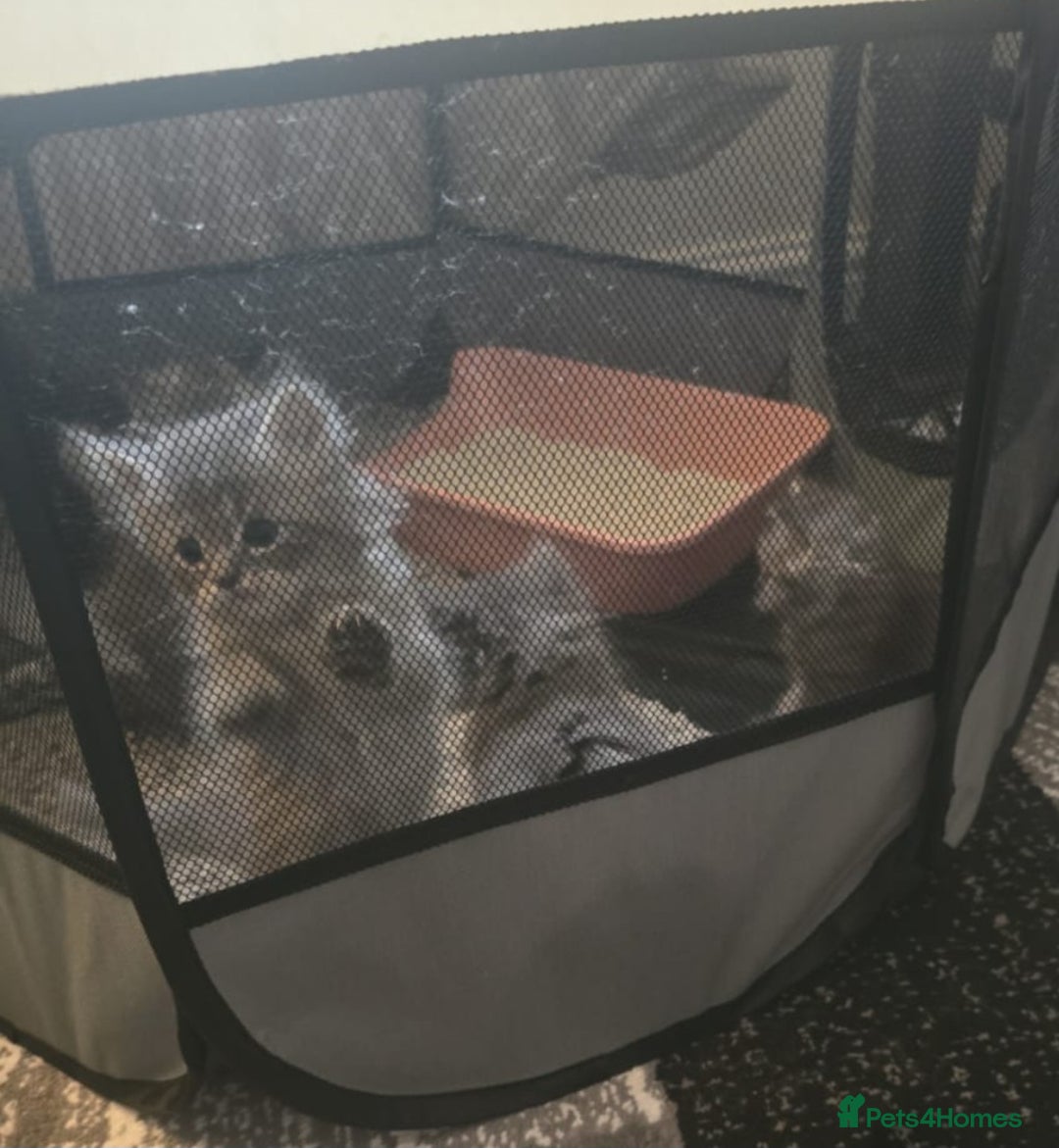 Persian cats for sale: Persian kittens for sale  - Image 4