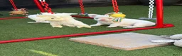 French Bulldog dogs for sale: Fluffy pink French bulldogs - Advert 12