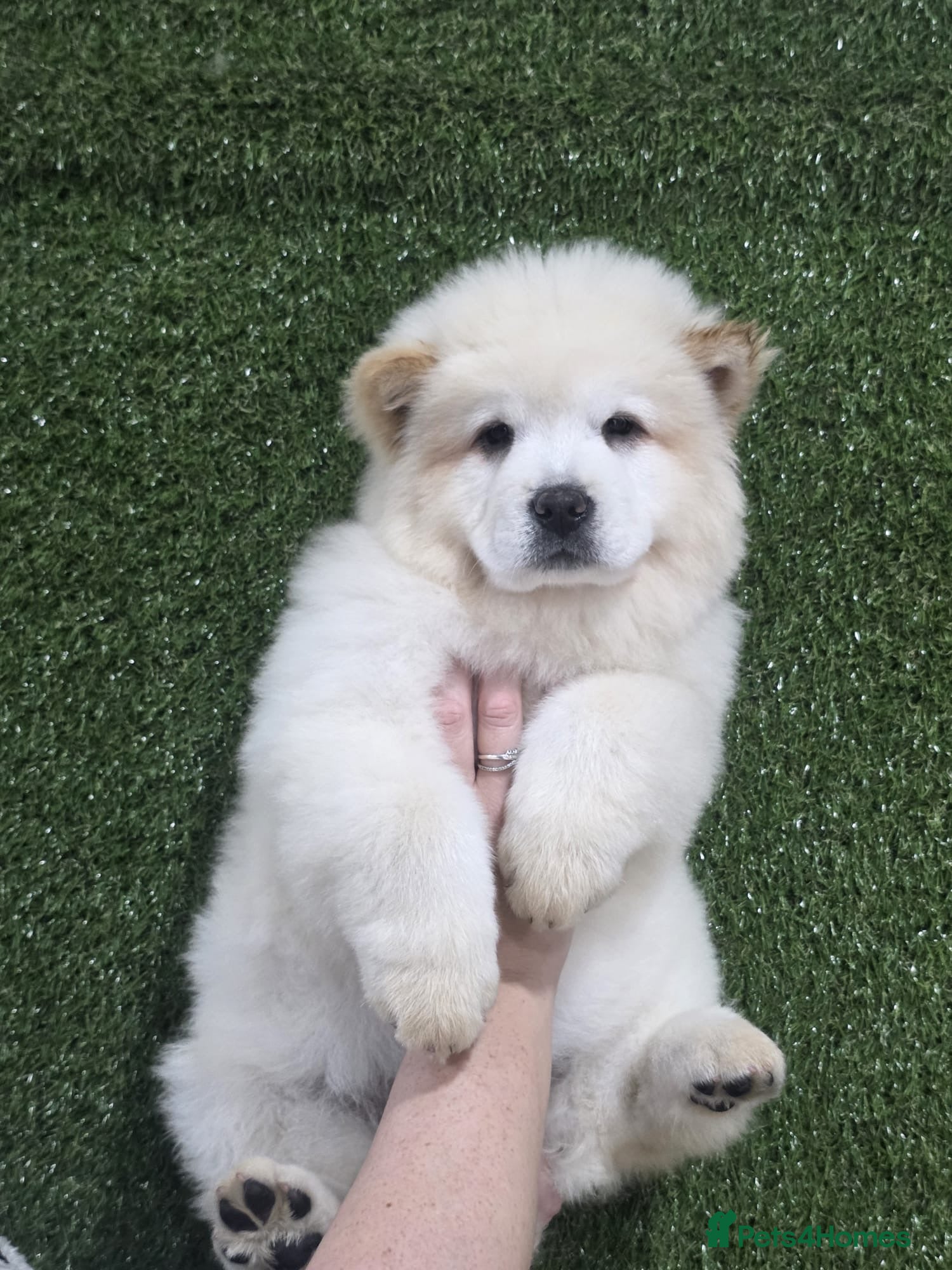 Chow Chow dogs 🚨 Only 2 fluffy troublemakers left! 🚨 - Advert 12