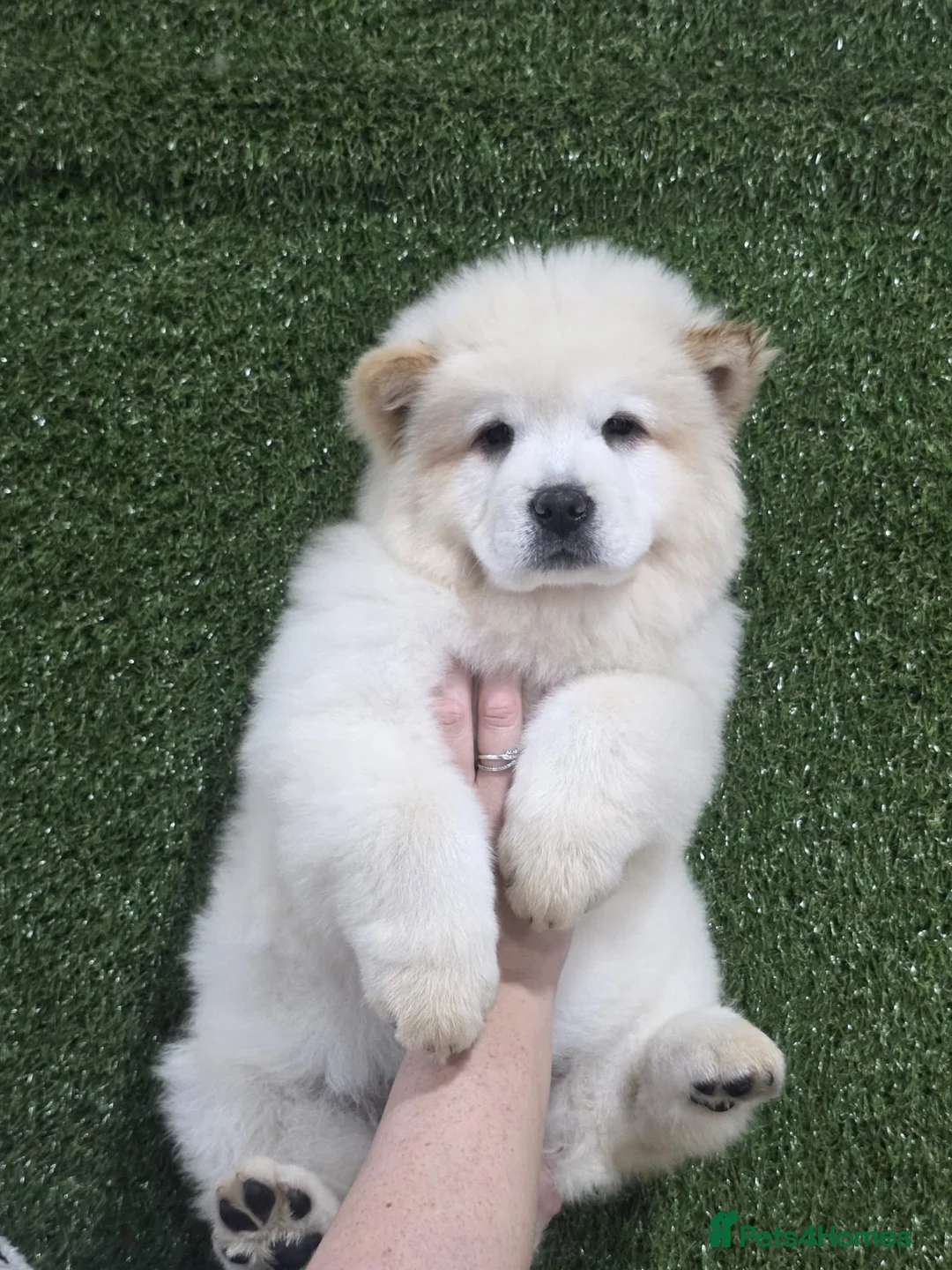 Chow Chow dogs for sale: 🚨 Only 2 fluffy troublemakers left! 🚨 in Swansea - Advert 1