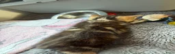Mixed Breed cats for sale: Stunning Tabby kittens - Advert 12