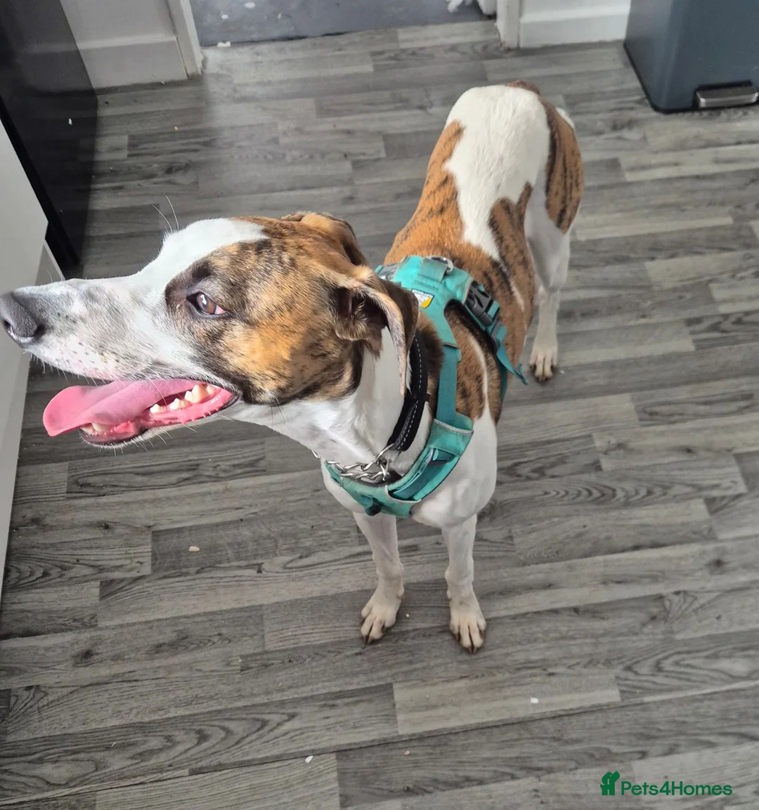 Lurcher dogs for sale: Toby 7 month old male lurcher  - Advert 3