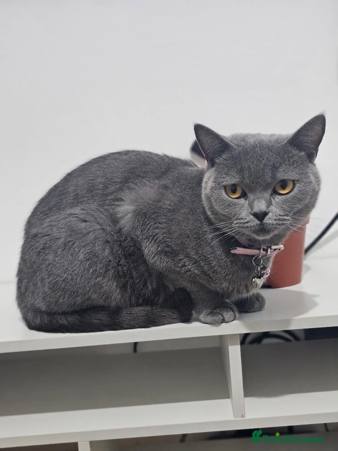 British Shorthair cats for sale: British shorthair (female) - Advert 2