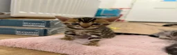 Bengal cats for sale: TICA registered pure bred Bengal kittens - Advert 8