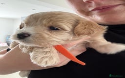 Maltipoo dogs for sale: Beautiful Male Maltipoo F1 Pups - Image 31