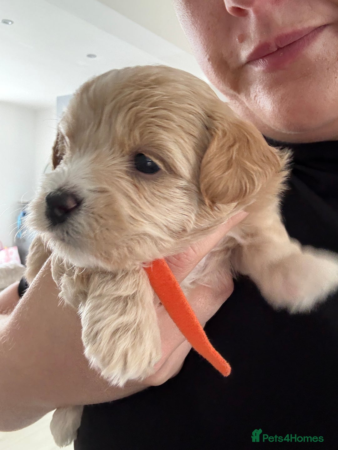 Maltipoo dogs for sale: Beautiful Male Maltipoo F1 Pups - Image 31