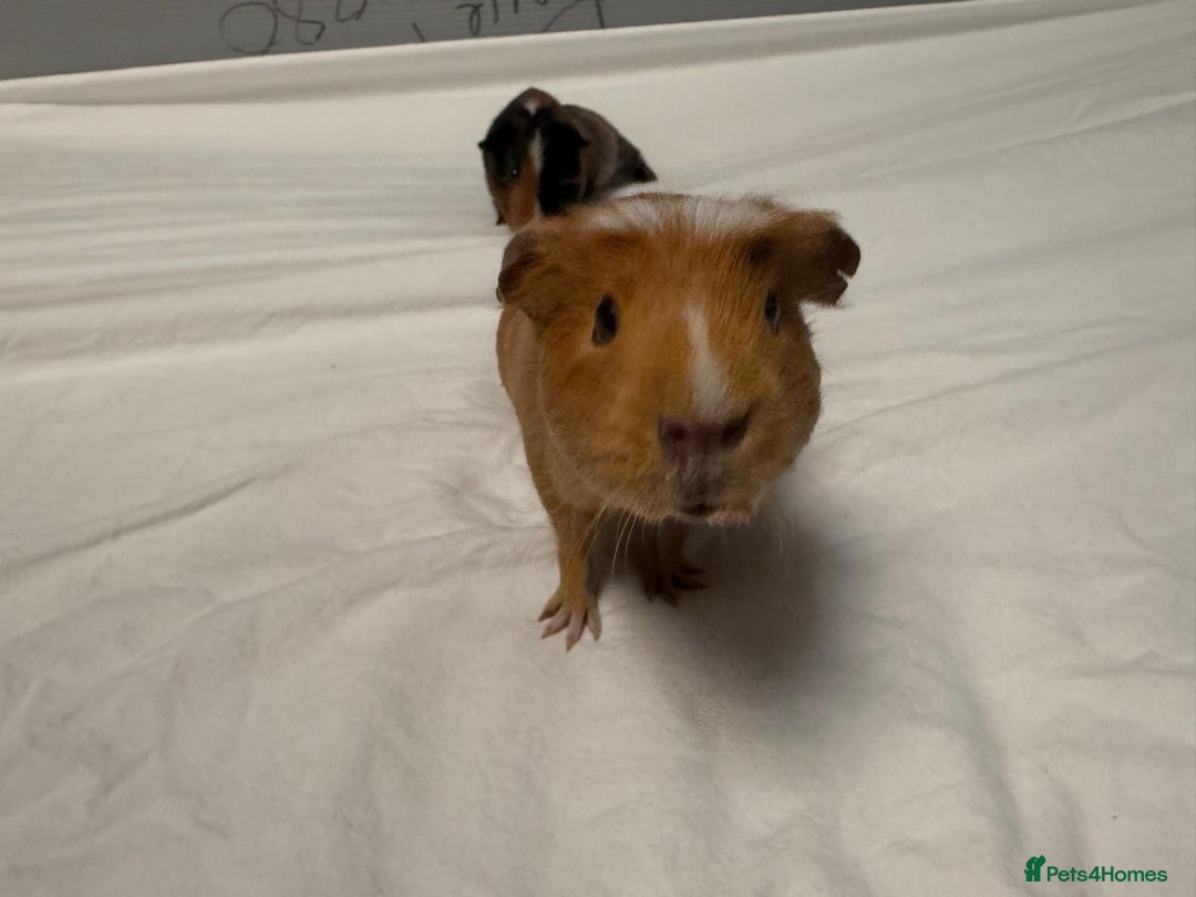 Guinea Pig rodents for sale: 2 MALES GUNEA PIGS WITH CAGE - Advert 9