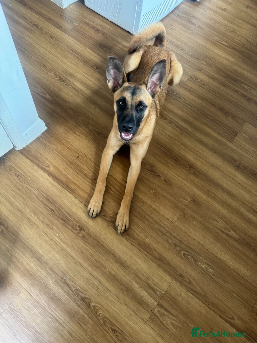 Mixed Breed dogs for sale: Sasha  in Darlington - Advert 2