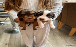 Cocker Spaniel dogs for sale: Beautiful working cocker spaniels  - Image 7