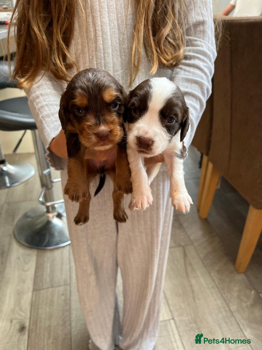 Cocker Spaniel dogs for sale: Beautiful working cocker spaniels  - Image 7