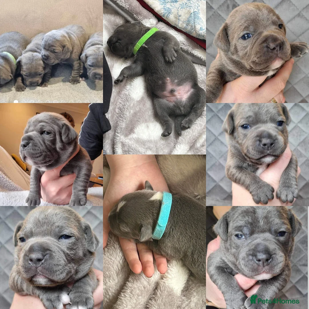 Staffordshire Bull Terrier dogs for stud: KENZDUO TAGLIATELLE -VINNY UP FOR STUD  in Abingdon - Advert 10