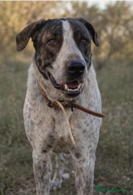 Mixed Breed dogs Please Don’t Pass Lola ❤️  - Advert 1