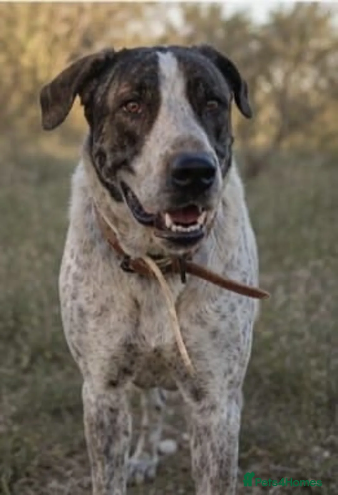 Mixed Breed dogs for adoption: Please Don’t Pass Lola ❤️  - Advert 1