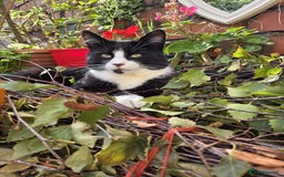 British Shorthair cats for sale: Black and white cat - Image 1