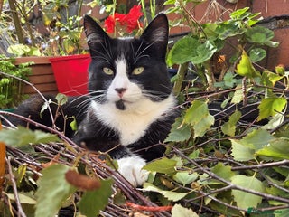 British Shorthair cats for sale - Advert 1