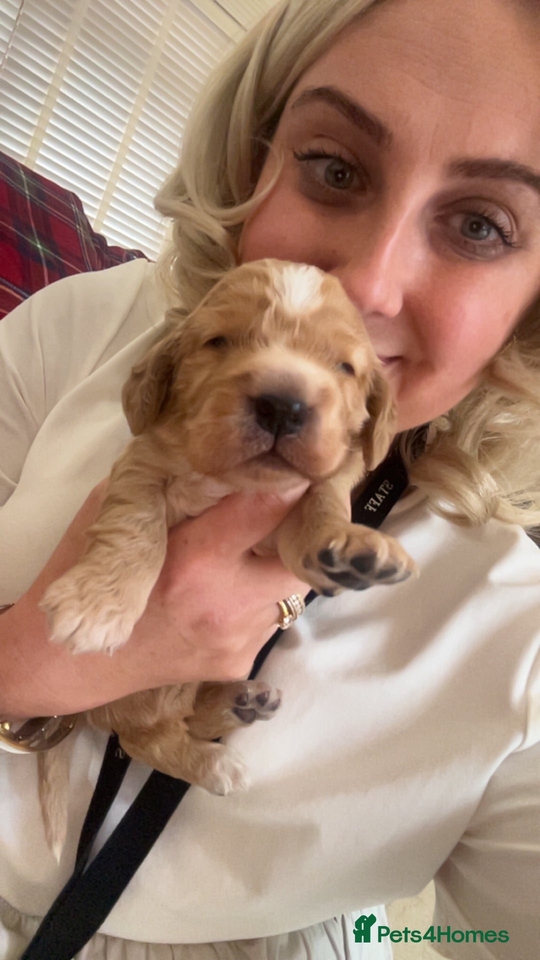 Cockapoo dogs for sale: Cockapoo Pups - Image 22