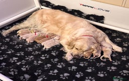 Golden Retriever dogs for sale: KC Reg Golden Retriever Pups - CHAMPION Bloodlines - Image 24