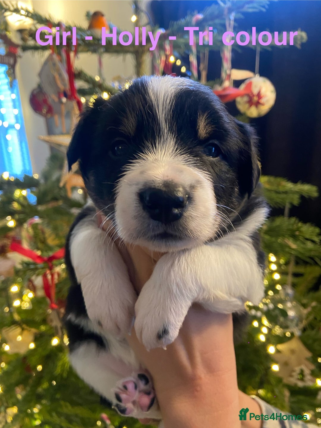 Border Collie dogs for sale: 6 quality healthy Border Collie, ready in Feb 26  - Advert 6