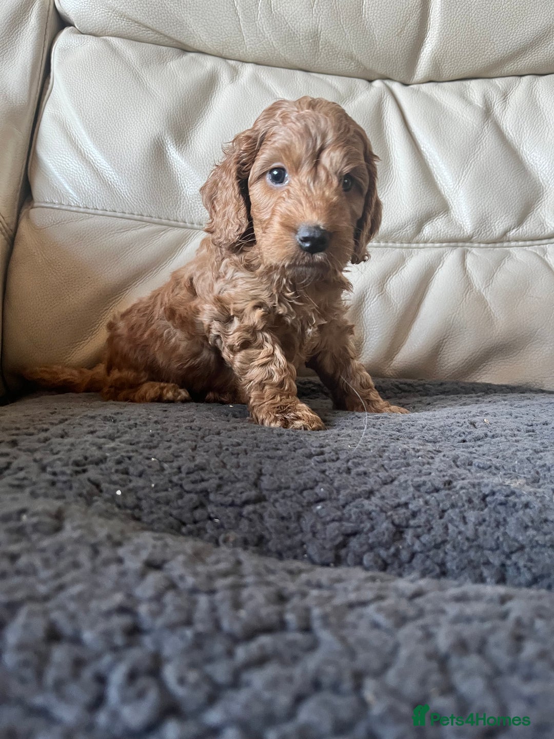 Cockapoo dogs for sale: RED COCKAPOO’s (toy size from show spaniel lines ) - Advert 13