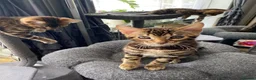 Bengal cats for sale: One Little Princesses - Advert 3