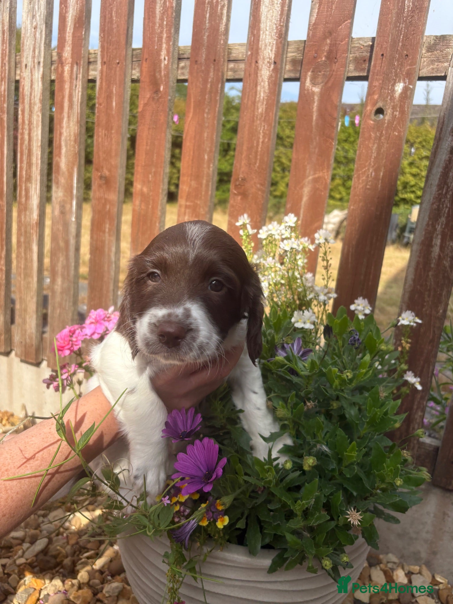 English Springer Spaniel dogs Outstanding KC Health Tested Springer Spaniel - Advert 5