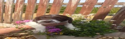 English Springer Spaniel dogs for sale: Outstanding KC Health Tested Springer Spaniel - Advert 1