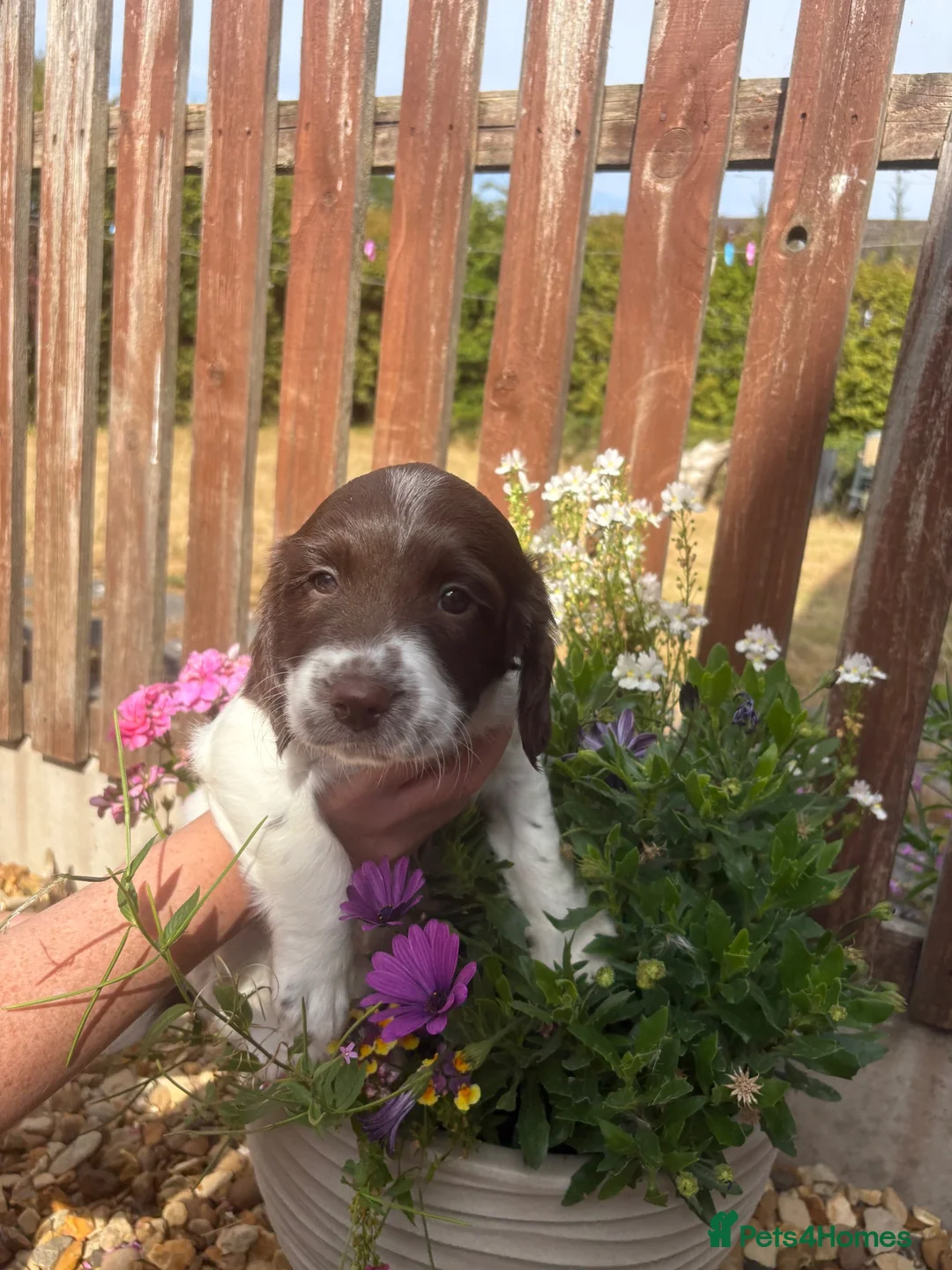English Springer Spaniel dogs for sale: Outstanding KC Health Tested Springer Spaniel - Advert 1
