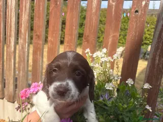 English Springer Spaniel dogs Outstanding KC Health Tested Springer Spaniel - Advert 1