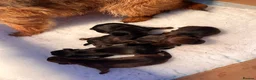 Border Terrier dogs for sale: Border Terrier Puppy Dog (Ready to go) - Advert 2