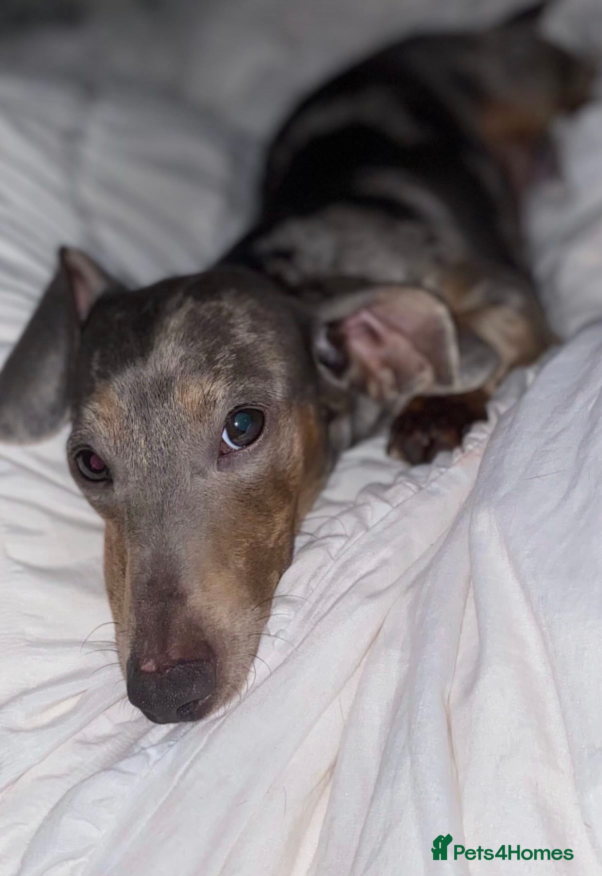 Miniature Dachshund dogs 2 year old blue dapple miniature dauschund - Advert 2