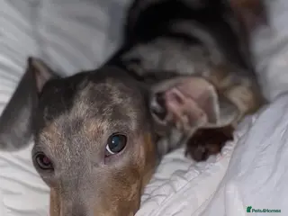 Miniature Dachshund dogs 2 year old blue dapple miniature dauschund - Advert 2