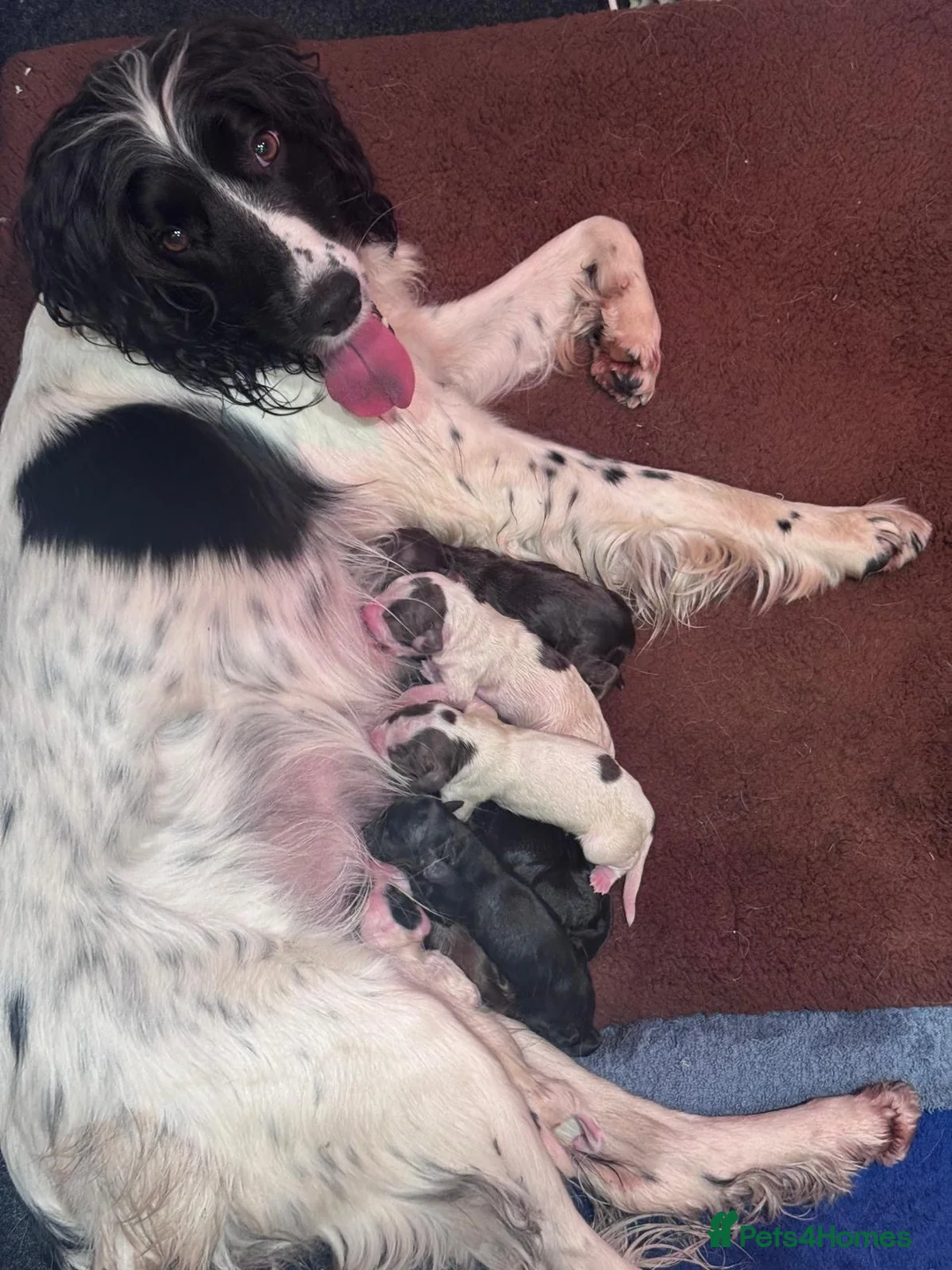 Sprocker dogs for sale: BEAUTIFUL LITTER OF SPROCKER PUPS Springer/Cocker in Kilgetty - Advert 2