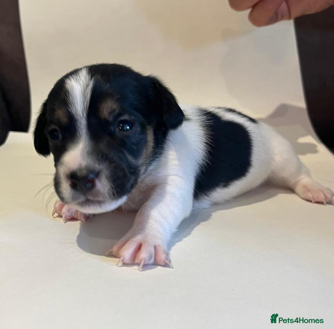 Jackapoo dogs for sale: 7 little bundles of gorgeousness - Image 2