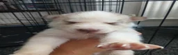 Siberian Husky dogs for sale: 2 LEFT REDUCED Stunning Siberian Husky Puppies - Advert 18