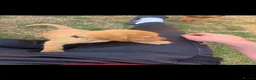 Labrador Retriever dogs for sale: Beautiful fox red Labrador litter  - Advert 9