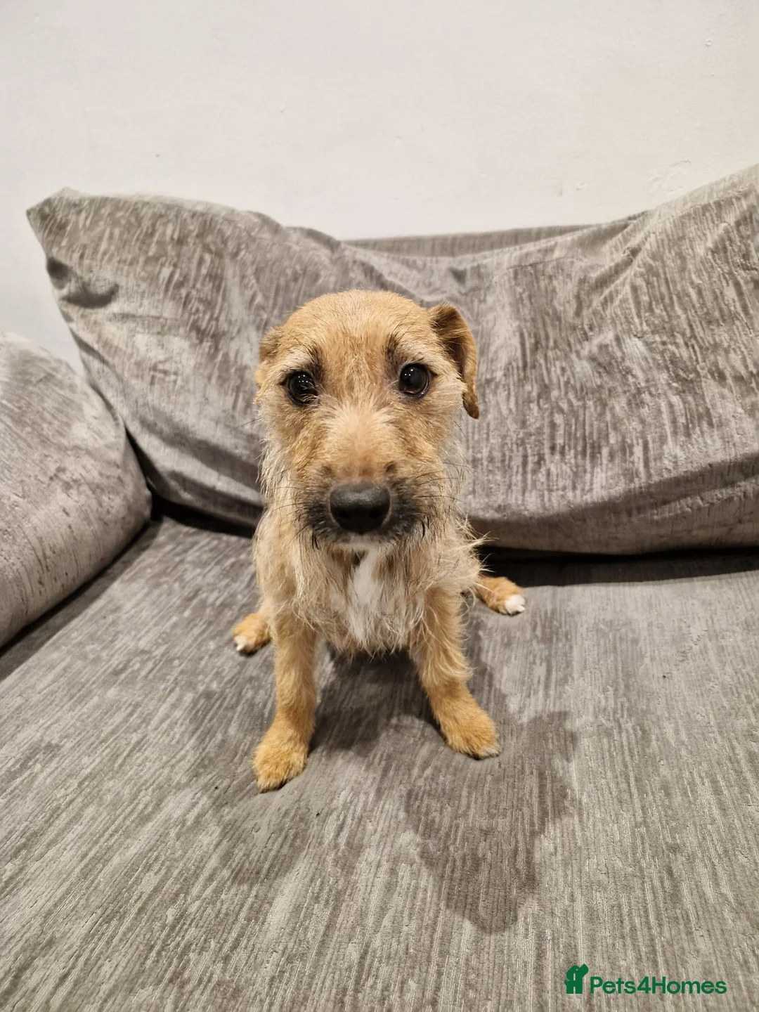 Mixed Breed dogs for sale: CavaJacks  - Advert 13